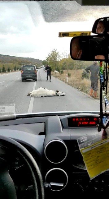 Ticati araç hızla çarptı! Telef olduğu düşünülen inek bir anda canlandı