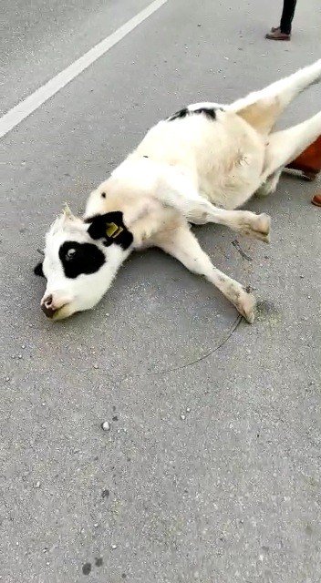 Ticati araç hızla çarptı! Telef olduğu düşünülen inek bir anda canlandı