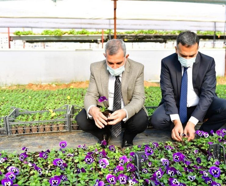 Yeşilyurt Belediye, kendi çiçeğini üretiyor