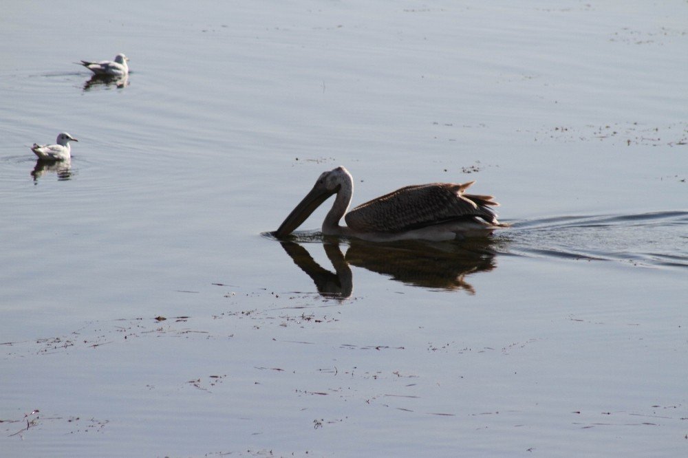 Beyşehir Gölü’nü mesken tutan pelikan renkli görüntüler oluşturdu