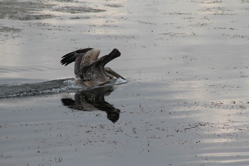 Beyşehir Gölü’nü mesken tutan pelikan renkli görüntüler oluşturdu