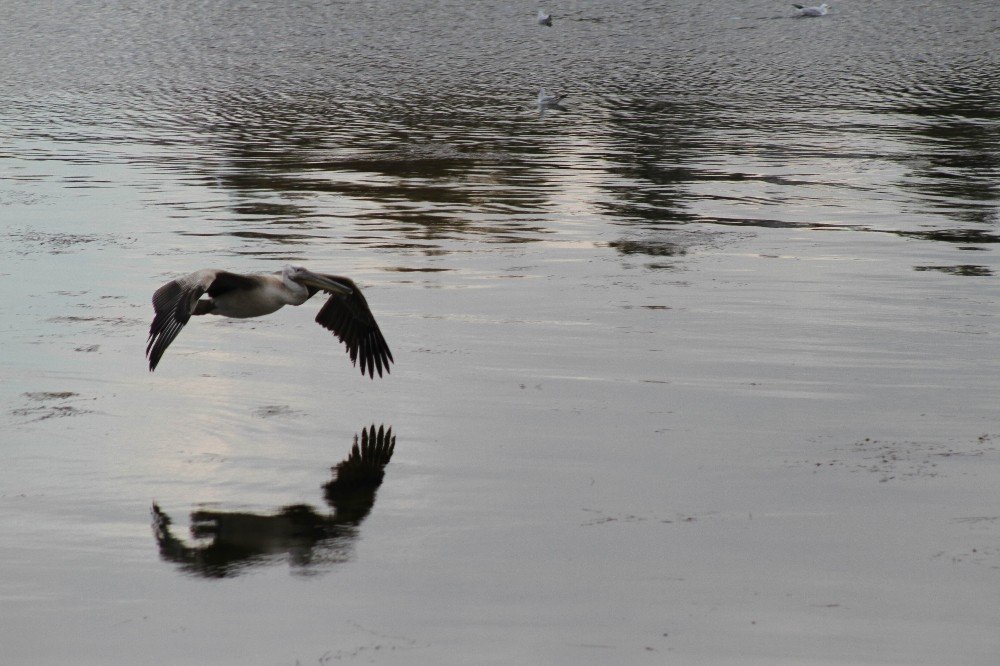 Beyşehir Gölü’nü mesken tutan pelikan renkli görüntüler oluşturdu