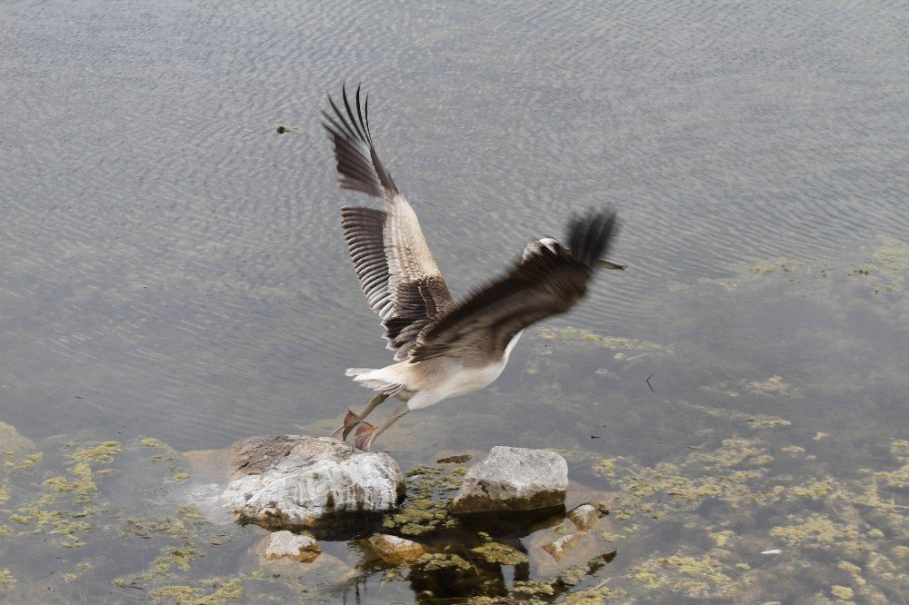 Beyşehir Gölü’nü mesken tutan pelikan renkli görüntüler oluşturdu