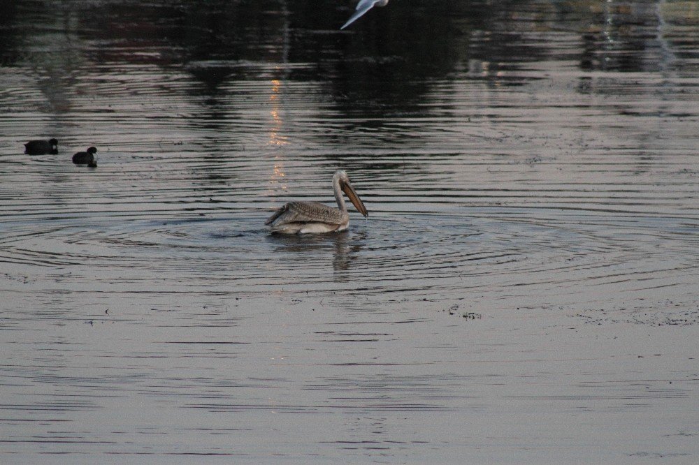 Beyşehir Gölü’nü mesken tutan pelikan renkli görüntüler oluşturdu