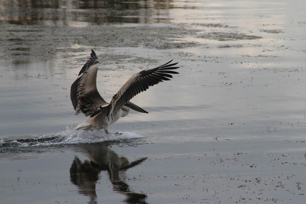 Beyşehir Gölü’nü mesken tutan pelikan renkli görüntüler oluşturdu
