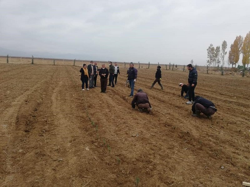 Konya Yalıhüyük'e 8 bin lavanta fidanı dikildi