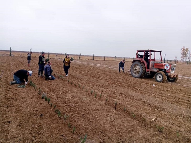 Konya Yalıhüyük'e 8 bin lavanta fidanı dikildi