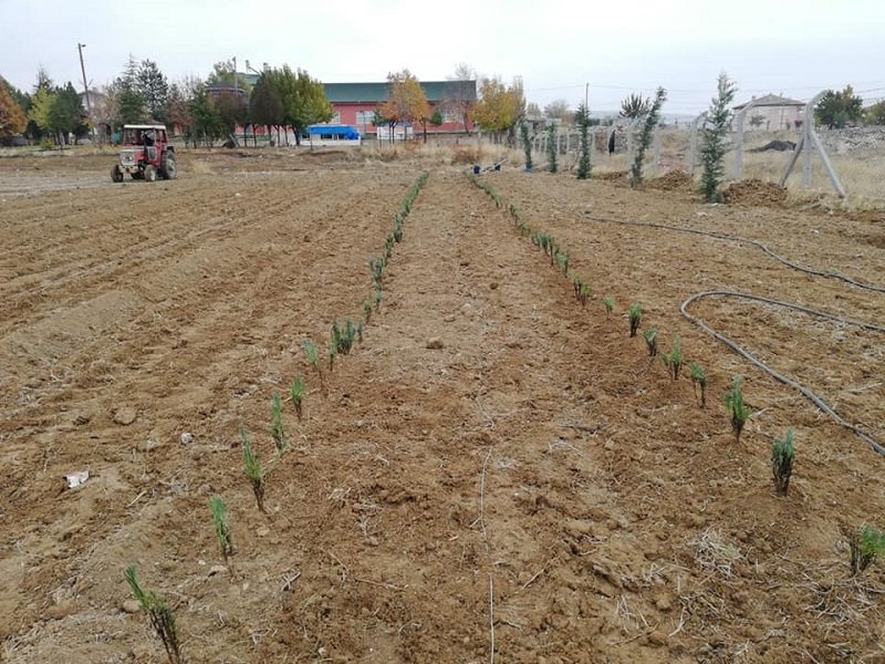 Konya Yalıhüyük'e 8 bin lavanta fidanı dikildi