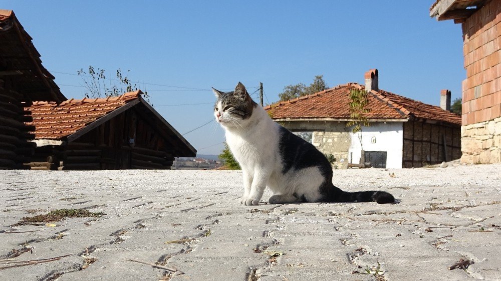 Nüfusunun yarısı koronaya yakalandı kimse vefat etmedi