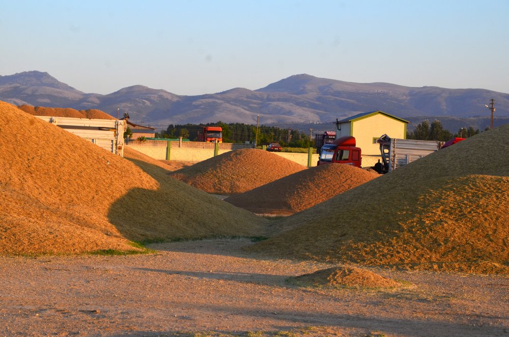 Ata tohumu seferberliği! Tarımda dışa bağımlılığı bitirecek