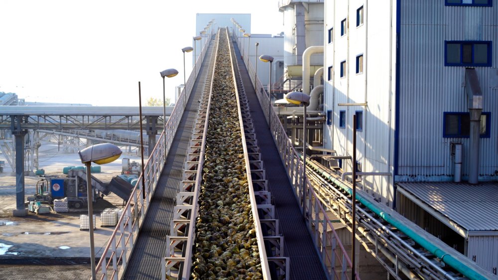 Konya Şeker'de tarladan sofralara 'tatlı' telaş