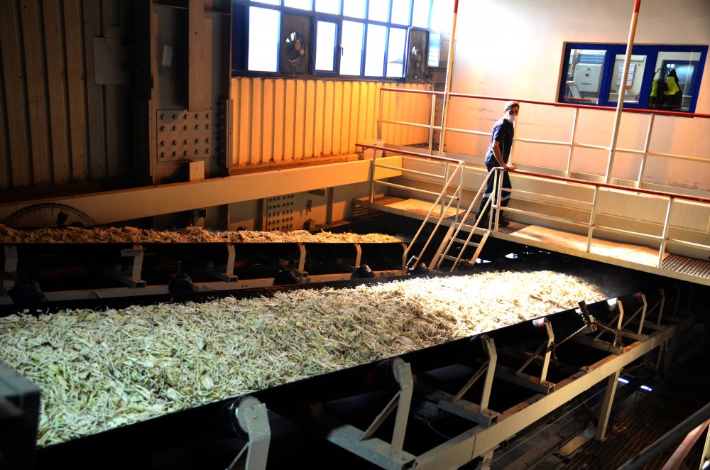 Konya Şeker'de tarladan sofralara 'tatlı' telaş