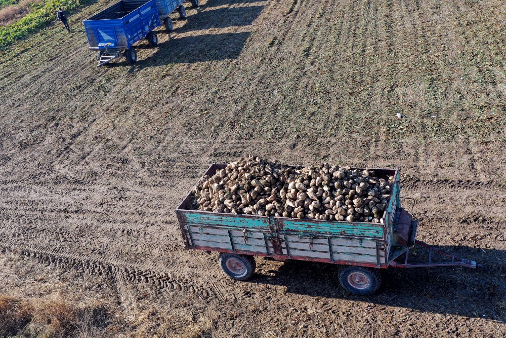 Konya Şeker'de tarladan sofralara 'tatlı' telaş