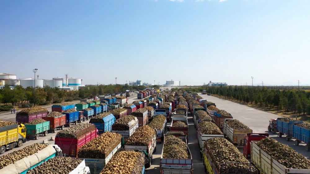 Konya Şeker'de tarladan sofralara 'tatlı' telaş