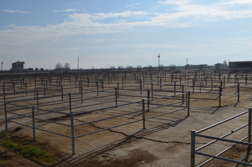 Koronavirüs mücadelesinin sürdüğü Konya'da şimdi de şap karantinası