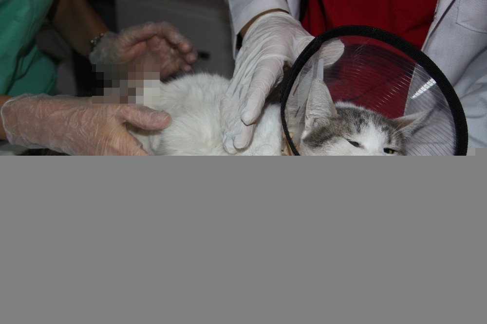 Büyü yapmak için bir kedinin daha ayaklarını kestiler!