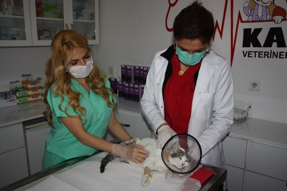 Büyü yapmak için bir kedinin daha ayaklarını kestiler!