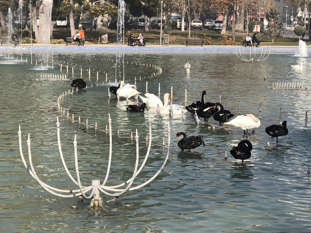 Konya Aralık'ta sonbaharı yaşadı