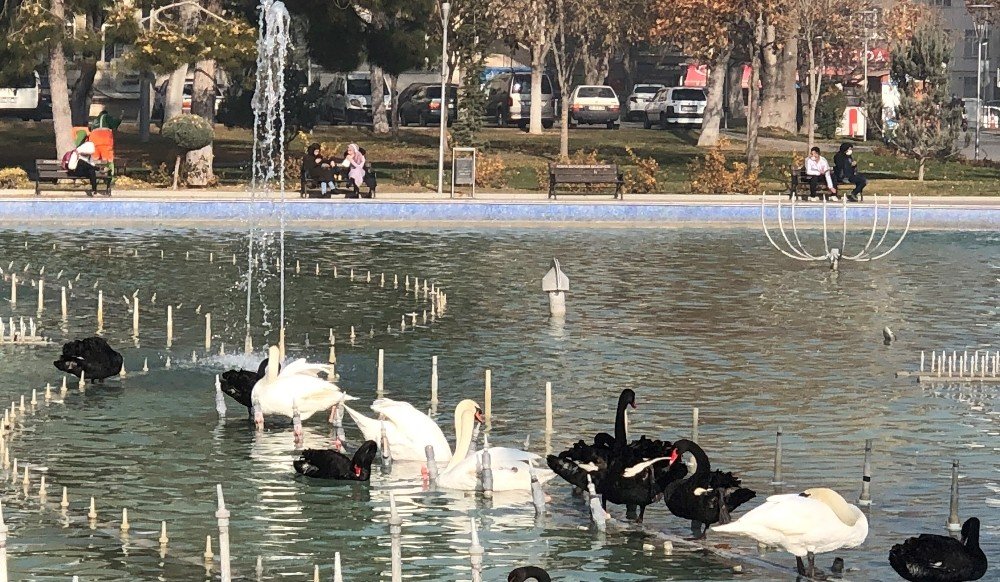Konya Aralık'ta sonbaharı yaşadı