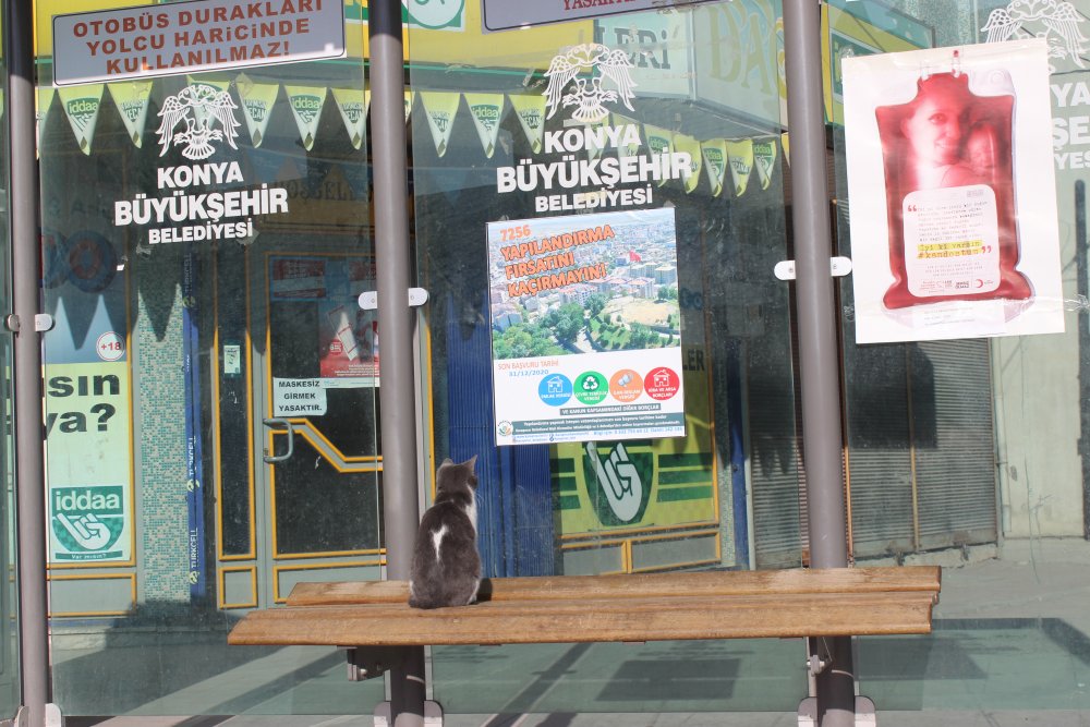 Konya'da meydan hayvanlara kaldı! Otobüs durağındaki kedi gülümsetti