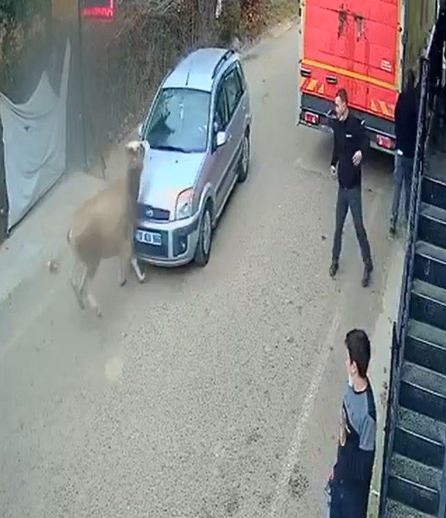 Babadağ'da ilginç kaza! Otomobille kafa kafaya çarpışan inek iyi otomobil hasar aldı
