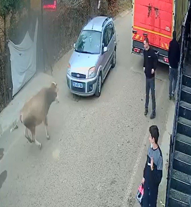 Babadağ'da ilginç kaza! Otomobille kafa kafaya çarpışan inek iyi otomobil hasar aldı