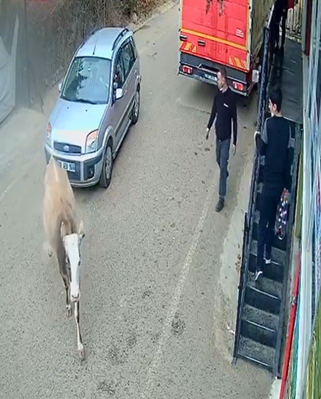 Babadağ'da ilginç kaza! Otomobille kafa kafaya çarpışan inek iyi otomobil hasar aldı