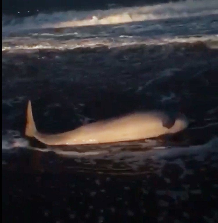 Fırtınada sahile vuran yunusu duyarlı vatandaş kurtardı