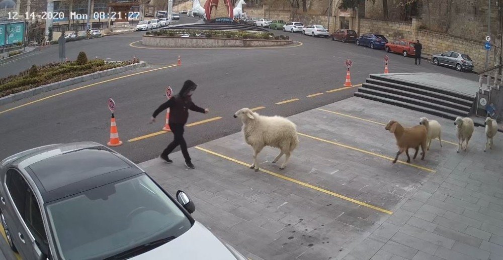 Keçi ve koyunlar belediye binasına daldı