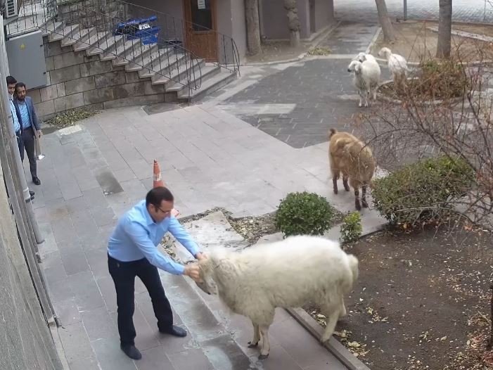 Keçi ve koyunlar belediye binasına daldı