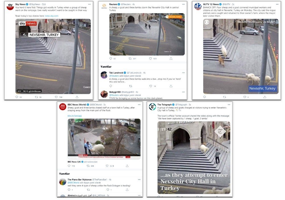 Belediye binasına giren koyunlar dünya medyasında geniş yer buldu