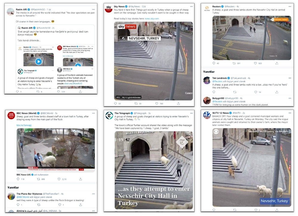 Belediye binasına giren koyunlar dünya medyasında geniş yer buldu