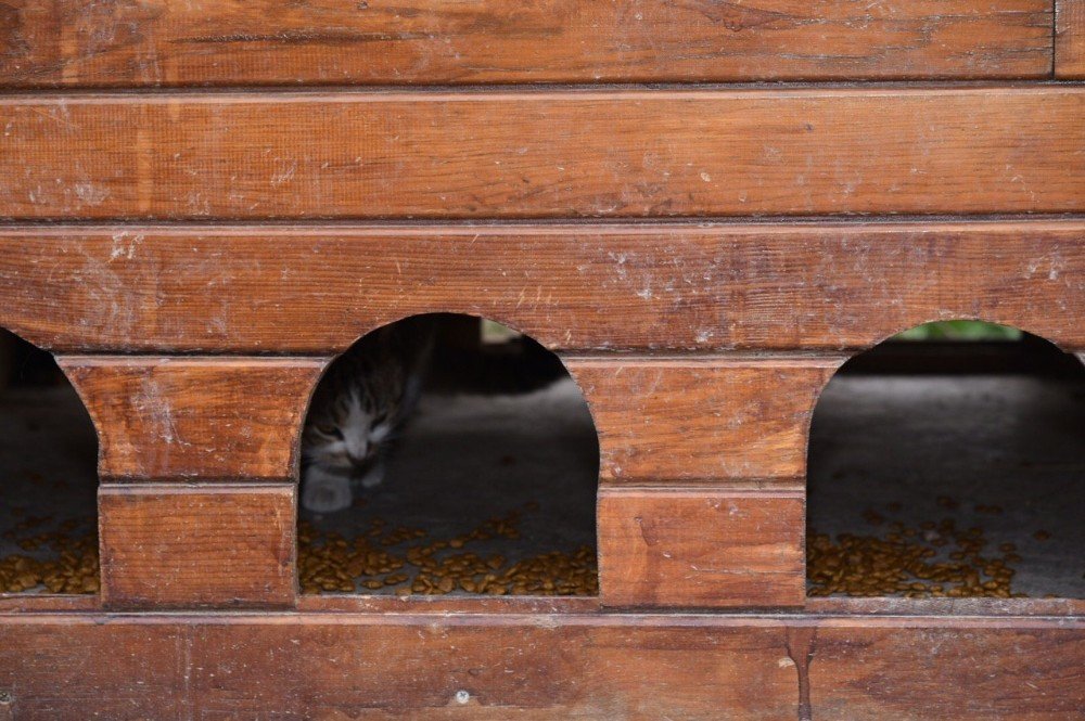 Konya’da sokak hayvanları adım adım takip ediliyor