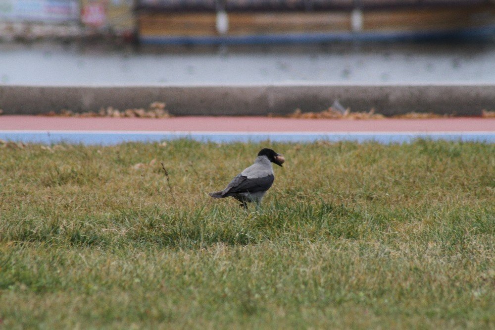 Konya'da karganın ceviz yeme mücadelesi ilginç görüntüler oluşturdu