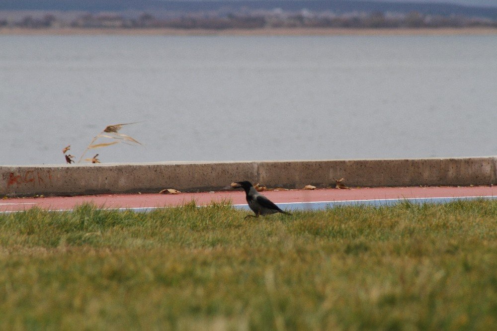 Konya'da karganın ceviz yeme mücadelesi ilginç görüntüler oluşturdu