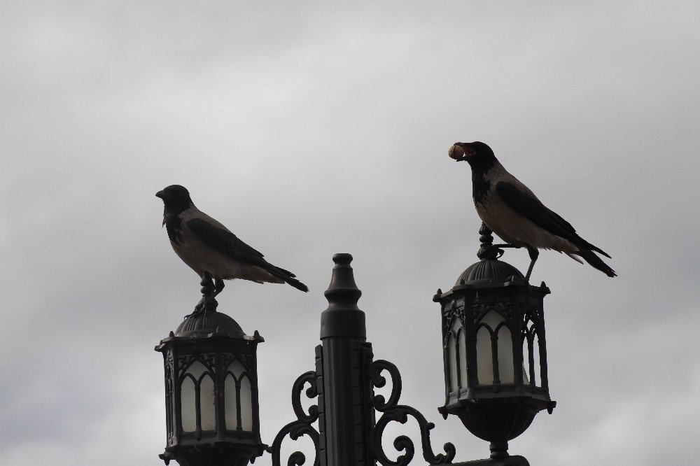 Konya'da karganın ceviz yeme mücadelesi ilginç görüntüler oluşturdu