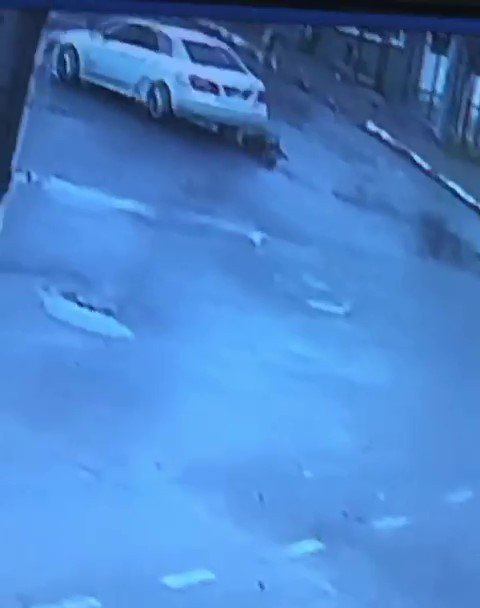 'İnsan' çarptı kaçtı! Köpekler yardıma koştu