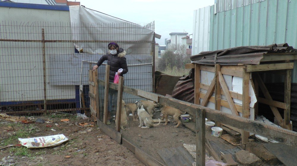 'İnsan' çarptı kaçtı! Köpekler yardıma koştu