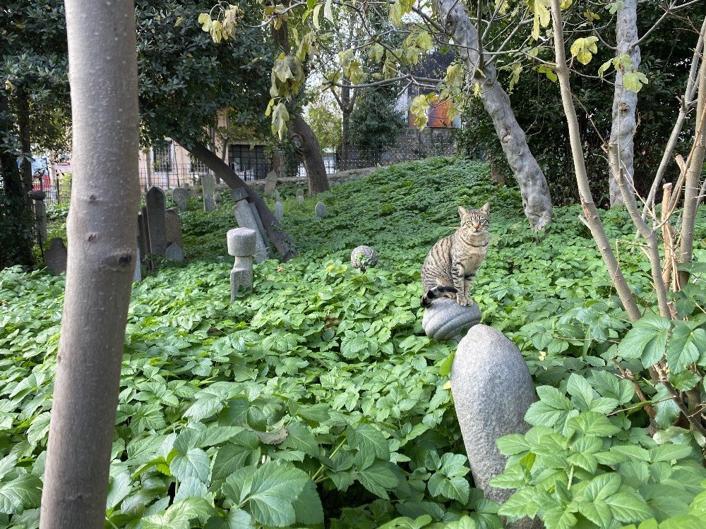 İstanbul’daki tarihi hazirenin hali yürek burktu