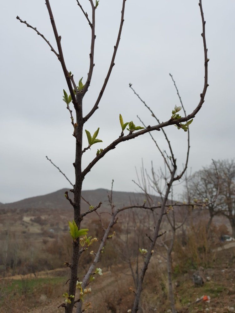 Konya’da erik ağacı Aralık'ta çiçek açtı