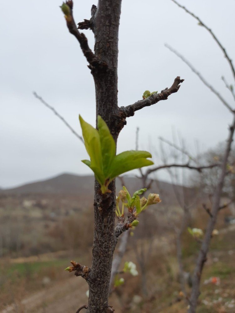 Konya’da erik ağacı Aralık'ta çiçek açtı