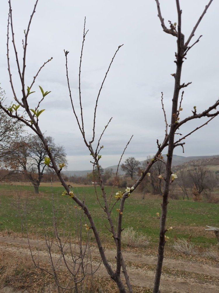 Konya’da erik ağacı Aralık'ta çiçek açtı