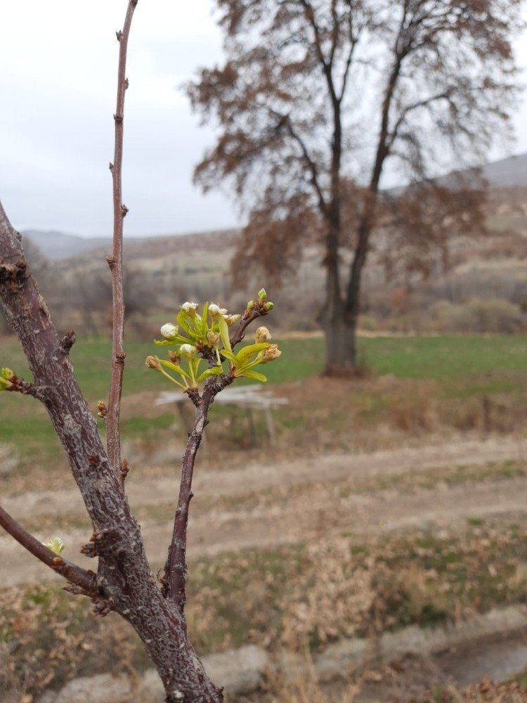 Konya’da erik ağacı Aralık'ta çiçek açtı