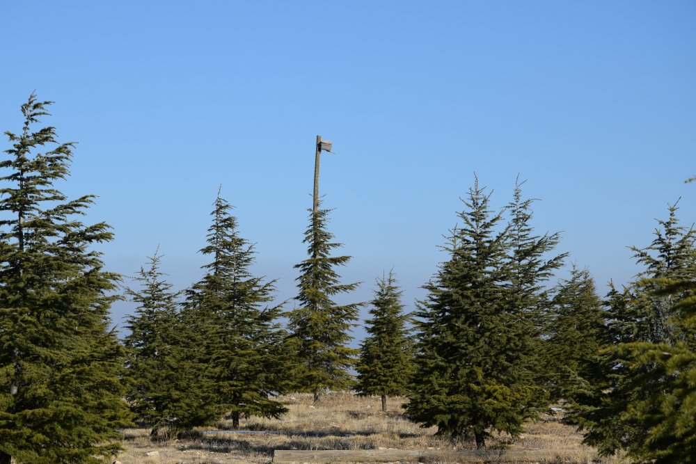 Konyalı Ramazan dedenin ağaç sevgisi bozkırı ormana çevirdi