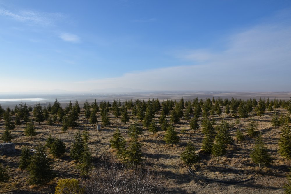Konyalı Ramazan dedenin ağaç sevgisi bozkırı ormana çevirdi