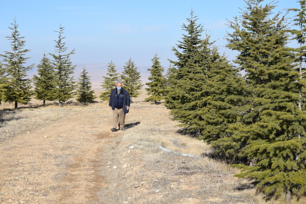 Konyalı Ramazan dedenin ağaç sevgisi bozkırı ormana çevirdi