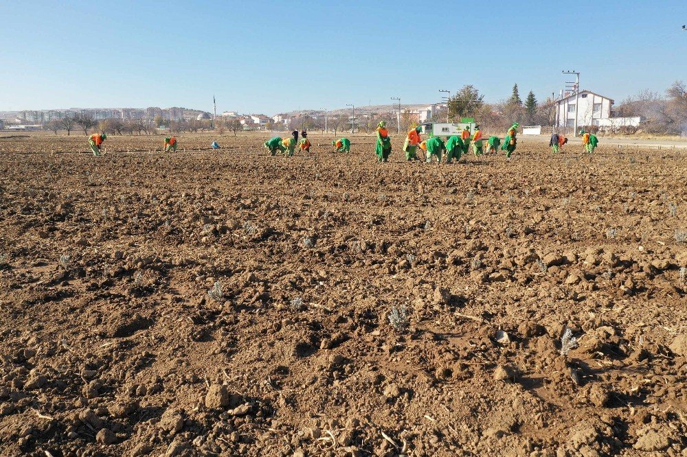 Denemeler 4 ilçede başladı! Konya’da tıbbi aromatik bitkiler ekiliyor