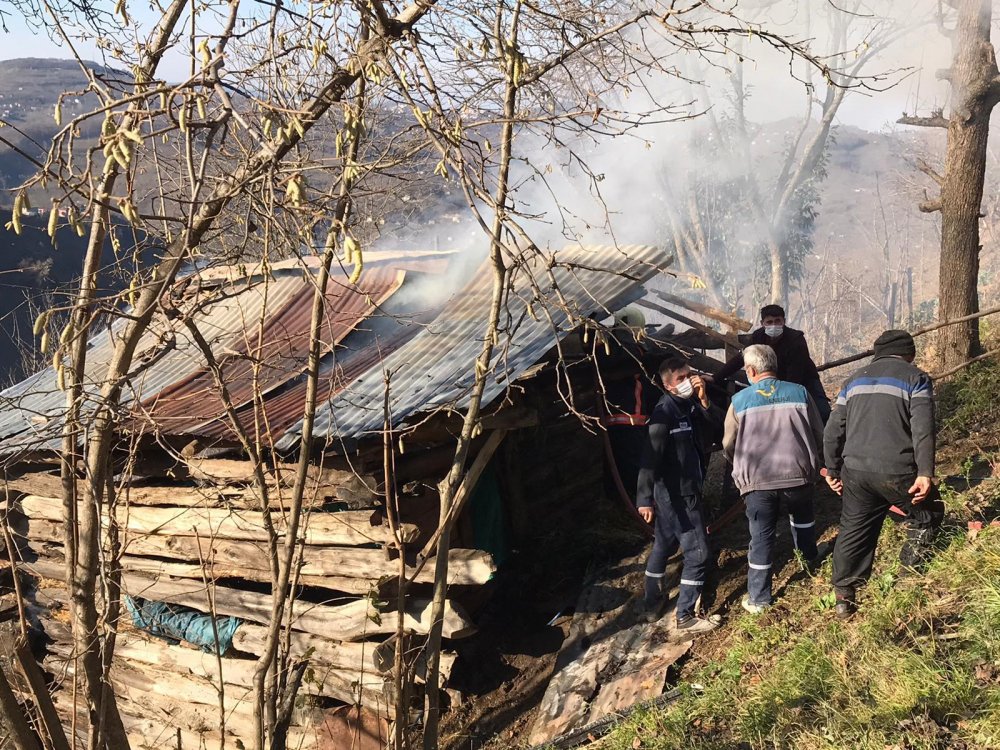 Samanlık yangınından kurtarılan köpek yavruları tedavi altına alındı
