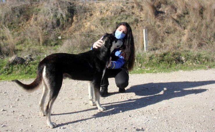 Adana polisi sokak köpeklerini unutmadı