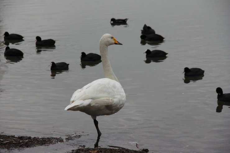 Gölbaşı gölleri kendisine hayran bırakıyor